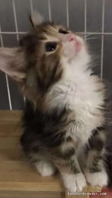 ID：1802-00713の子猫