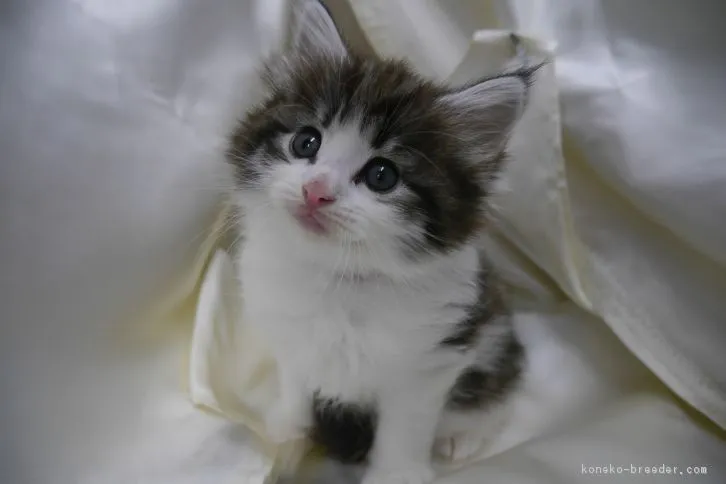 ID:1611-00215の子猫
