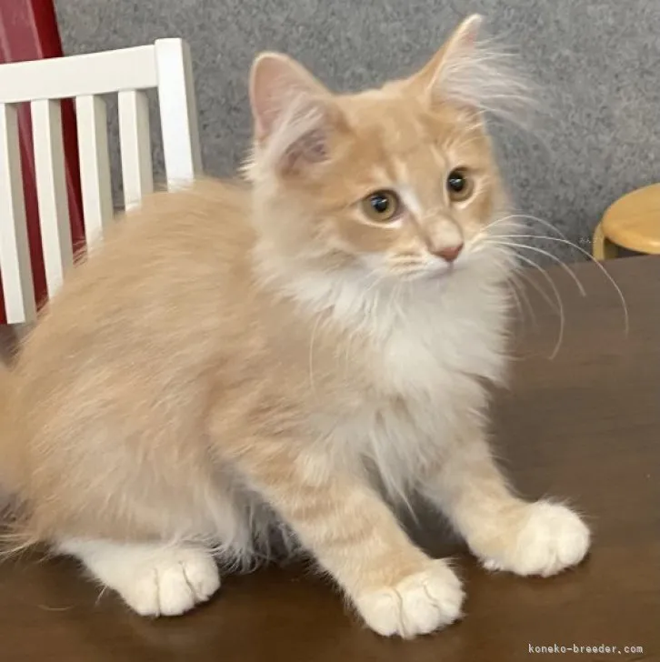 ID:2307-01077の子猫