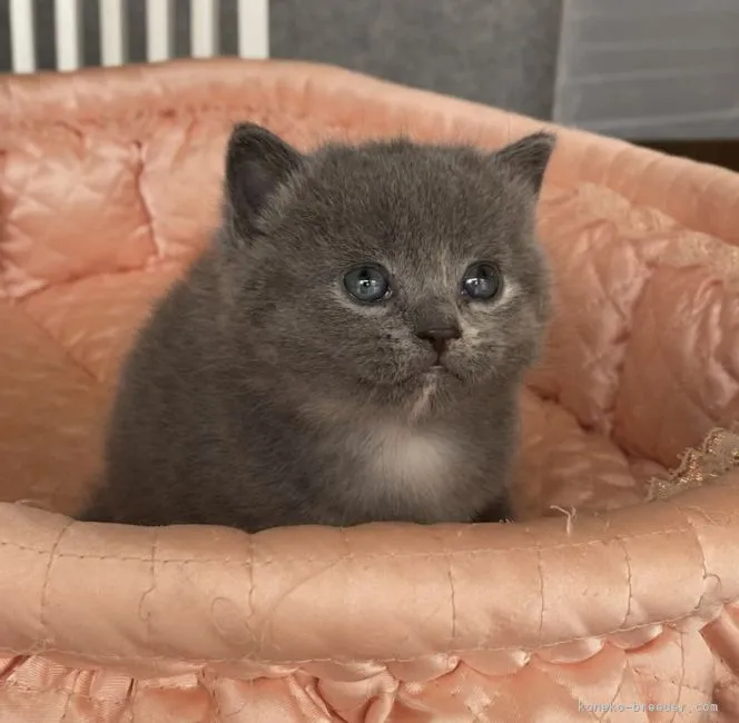 ID:2106-00057の子猫