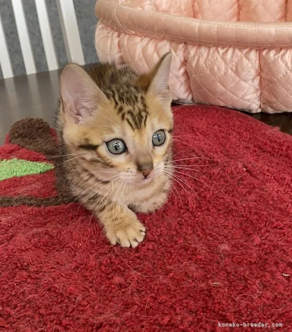 ID：2106-00090の子猫