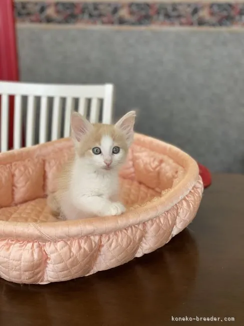 ID:2107-00284の子猫