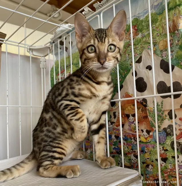 ID：2104-00091の子猫