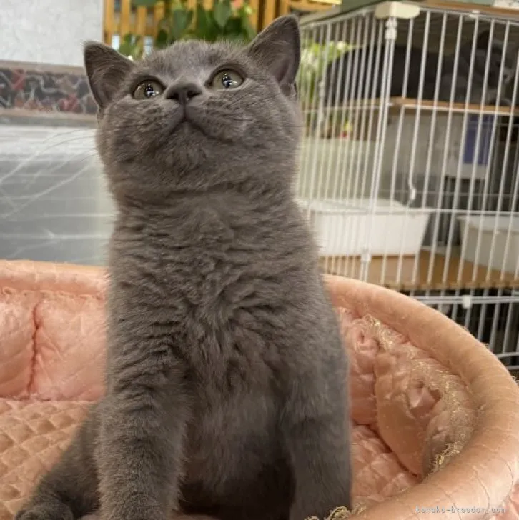 ID:2308-00518の子猫