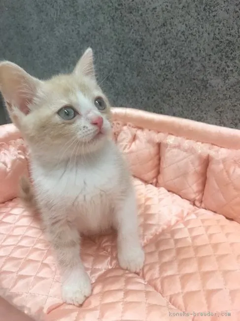 ID:1811-01632の子猫