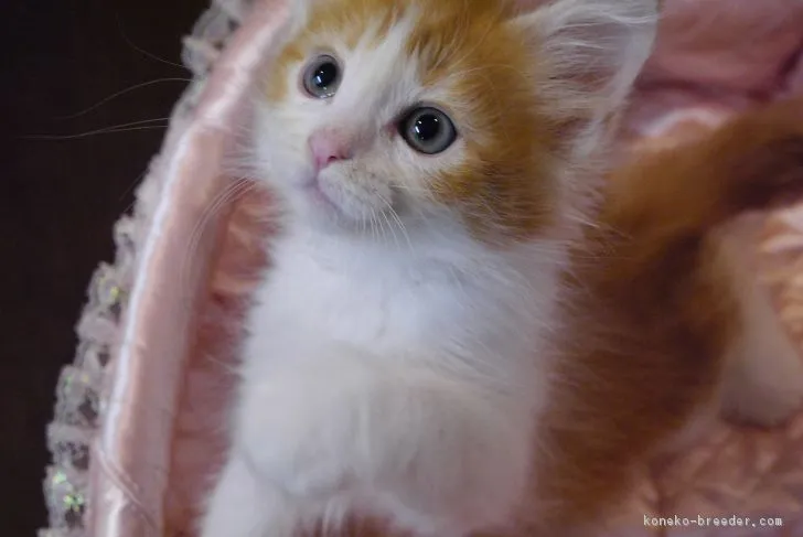 ID:1612-00102の子猫