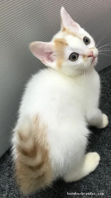 ID:1911-01123の子猫