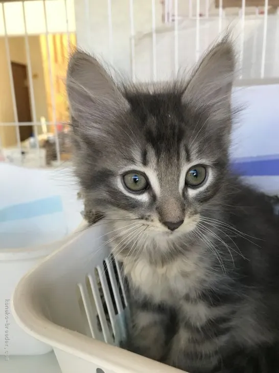 ID:1910-00659の子猫