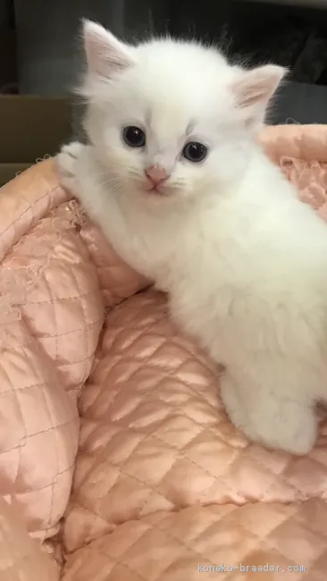 ID：2001-00260の子猫