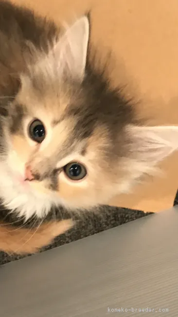 ID:1704-01191の子猫