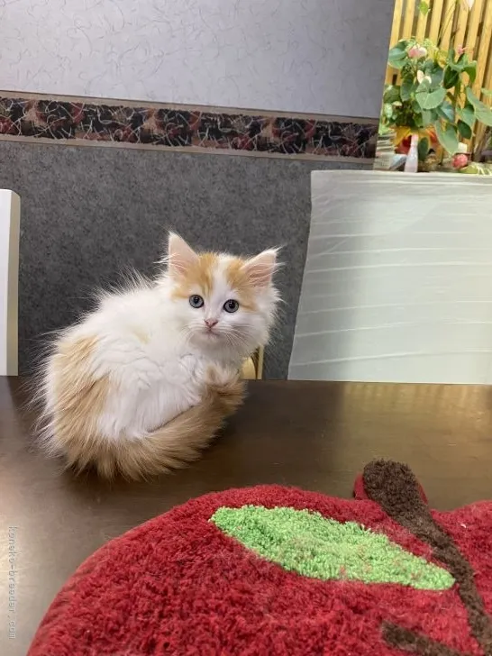 ID：2110-01863の子猫