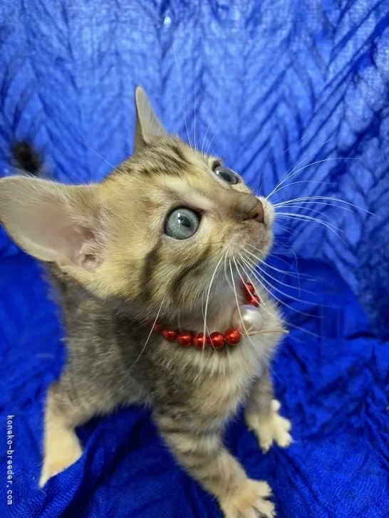 ID：2104-00551の子猫