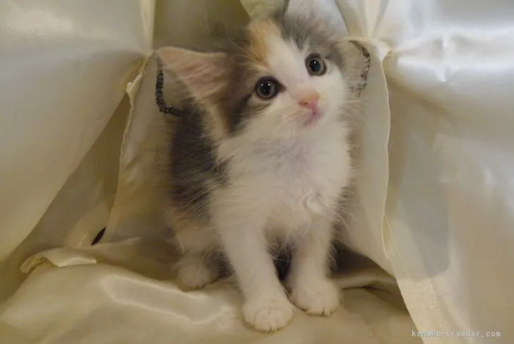 ID:1612-00315の子猫