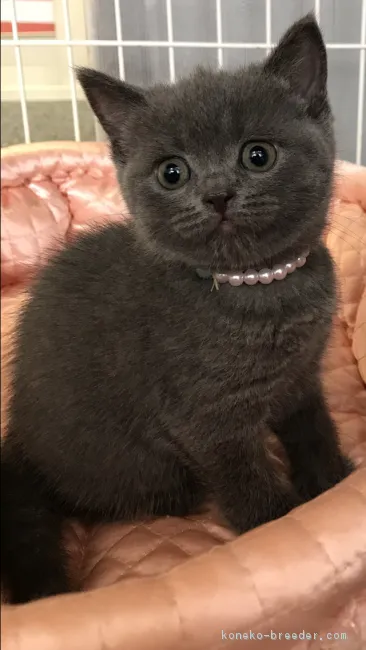 ID:1806-01668の子猫