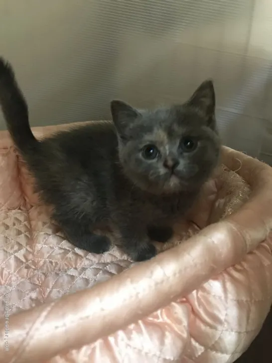 ID：2003-00791の子猫