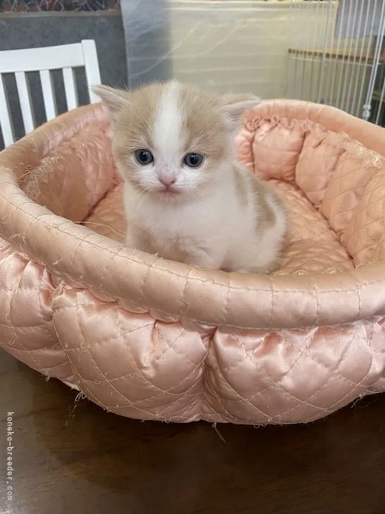 ID:2104-00980の子猫