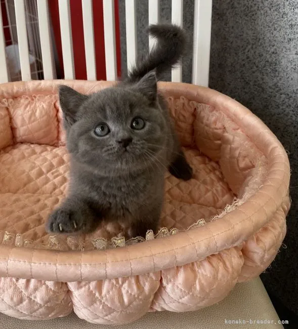 ID:2105-02036の子猫