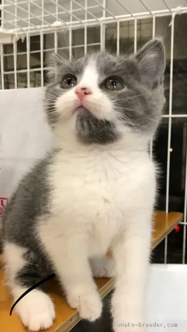 ID:1902-00080の子猫