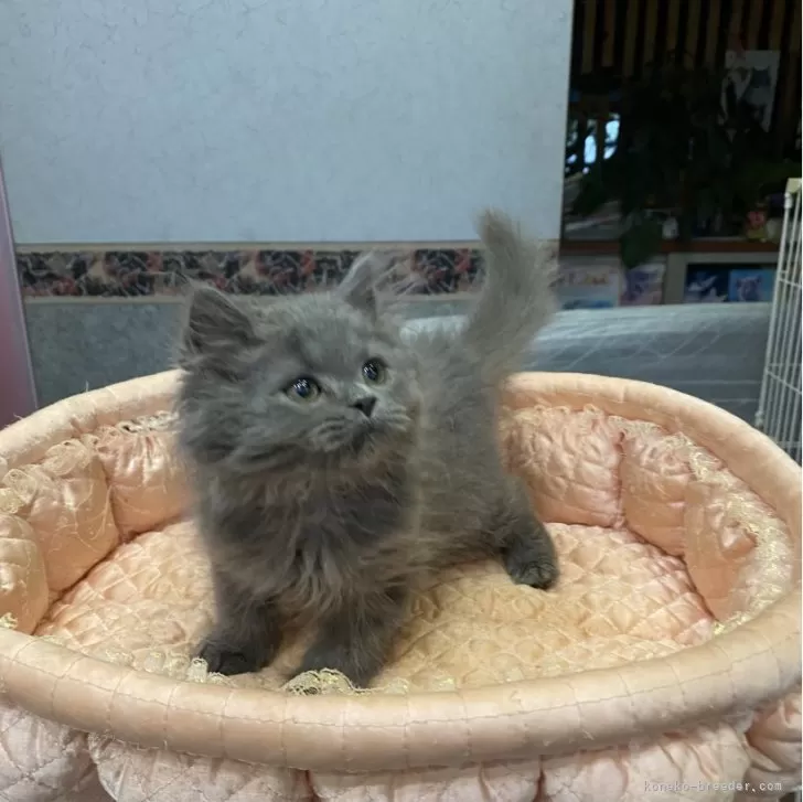 ID:2405-02307の子猫