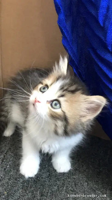 ID:1806-01426の子猫