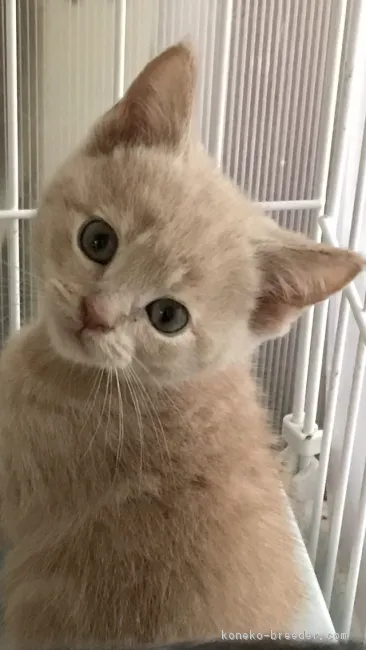 ID：1805-00007の子猫