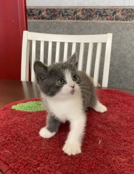 ブリティッシュショートヘア【大阪府・男の子・2020年10月13日・ブルー&ホワイト】の写真「💞綺麗なハチワレ君💞」