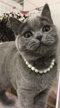 ブリティッシュショートヘア【大阪府・女の子・2017年11月11日・ブルー】の写真「毛色も美！お顔も美形のブリちゃん😻」