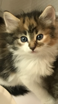 ノルウェージャンフォレストキャット【大阪府・女の子・2017年11月25日・キャリコ】の写真「✨おてんばガール✨」