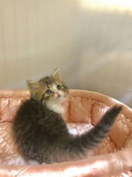 ラガマフィン【大阪府・女の子・2020年1月26日・ブラウンマッカレルダビー&ホワイト】の写真「💕お鼻がピンクのキュートちゃん💕」