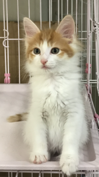 ノルウェージャンフォレストキャット【大阪府・男の子・2018年3月12日・レッドタビー&ホワイト】の写真「✨美形で可愛い✨」