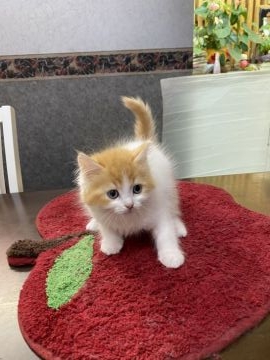 ラガマフィン【大阪府・男の子・2021年9月11日・レッドタビー&ホワイト】の写真「💫ふわもこの甘えた君✨」