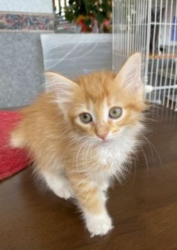 ノルウェージャンフォレストキャット【大阪府・女の子・2021年5月1日・レッドマッカレルタビー&ホワイト】の写真「💫パパのイケメン譲りの美猫ちゃん🌟」