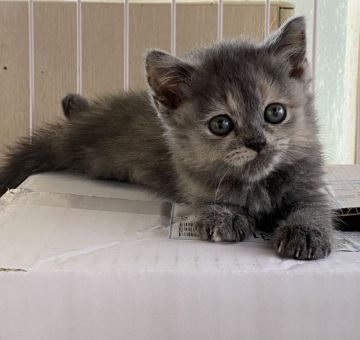 ブリティッシュショートヘア【大阪府・女の子・2021年3月16日・ブルー&クリーム】の写真「💞ダッフィーちゃんみたい！って言われました💓」