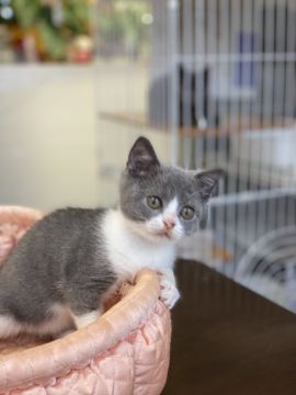 ブリティッシュショートヘア【大阪府・男の子・2021年5月26日・ブルー&ホワイト】の写真「💓ハートマーク♡のお顔・綺麗なハチワレ君💓」