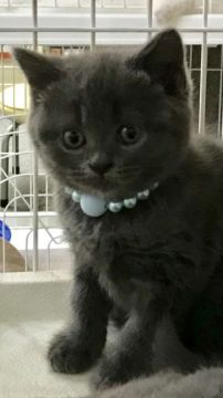 ブリティッシュショートヘア【大阪府・女の子・2018年8月4日・ブルー】の写真「コロモコ！お顔も美形のブリちゃん😻」