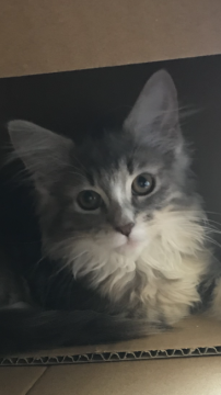 ノルウェージャンフォレストキャット【大阪府・女の子・2018年12月27日・ブルータビー&ホワイト】の写真「✨セレブな雰囲気でおとなしい🌟💫」