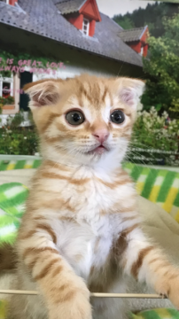 スコティッシュフォールド(折れ耳)【大阪府・男の子・2020年4月9日・レッドマッカレルタビー&ホワイト】の写真「🌟折れ耳の元気君🌟」