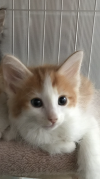 ノルウェージャンフォレストキャット【大阪府・男の子・2017年9月19日・レッド&ホワイト】の写真「✨長男ジャンボ君✨」