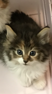 ノルウェージャンフォレストキャット【大阪府・女の子・2017年11月25日・ブラウンパッチドタビー&ホワイト】の写真「✨おっとりガール✨」