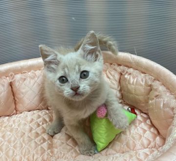 ブリティッシュショートヘア【大阪府・男の子・2020年7月17日・クリームタビー】の写真「💞人懐っこく可愛い性格のクリーム君💞」