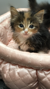 ノルウェージャンフォレストキャット【大阪府・女の子・2018年12月27日・ブラウンパッチドタビー&ホワイト】の写真「✨美人お姫様🌟💫」