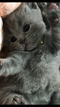 ブリティッシュショートヘア【大阪府・女の子・2018年2月8日・ブルー】の写真「ふわモコ❣️可愛いさ満点💯」