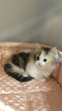 ラガマフィン【大阪府・女の子・2019年12月8日・ブラウンパッチドダビー&ホワイト】の写真「💫まだ赤ちゃんなのに美人猫・綺麗💫」