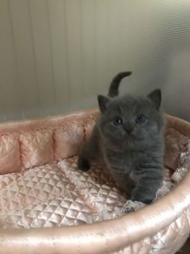 ブリティッシュショートヘア【大阪府・男の子・2020年1月24日・ブルー】の写真「✨まん丸なブリ君イケメン⭐️」