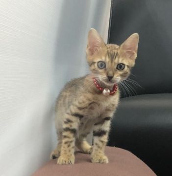 ベンガル【大阪府・女の子・2020年7月18日・ブラウンスポテッドタビー】の写真「✨綺麗なボディで可愛い愛ちゃん✨」