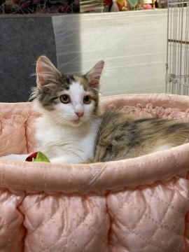 ノルウェージャンフォレストキャット【大阪府・女の子・2021年5月1日・キャリコ】の写真「💕おっとり可愛い系💓」