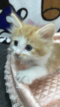 ノルウェージャンフォレストキャット【大阪府・女の子・2017年9月19日・レッド&ホワイト】の写真「✨おっとりちゃん✨」