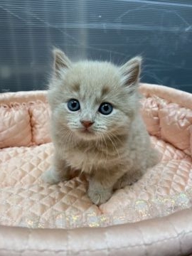 ブリティッシュショートヘア【大阪府・男の子・2021年3月16日・クリーム】の写真「💞ふわふわ・優し〜い抱きごごち💓」