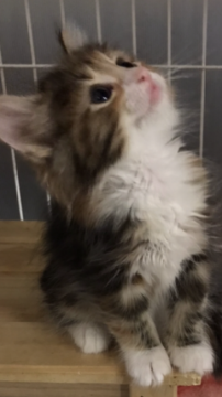 ノルウェージャンフォレストキャット【大阪府・女の子・2018年1月5日・ブラウンパッチドタビー&ホワイト】の写真「✨お顔のレッドが綺麗✨」