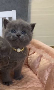 ブリティッシュショートヘア【大阪府・女の子・2020年11月13日・ブルー】の写真「💞ぷくぷく愛くるしさ満点イエローちゃん💕」